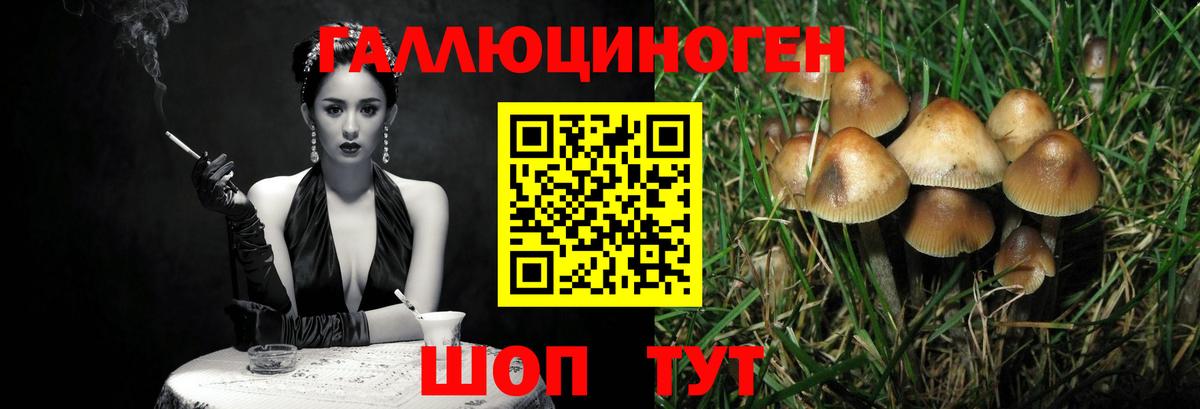 Кингисепп  Галлюциногенные грибы Cubensis  Вход с VPN 